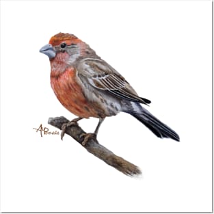 Perched Male House Finch Posters and Art